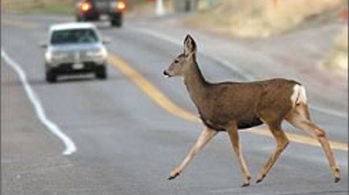 Motorcyclist hurt after hitting deer on U.S. 12