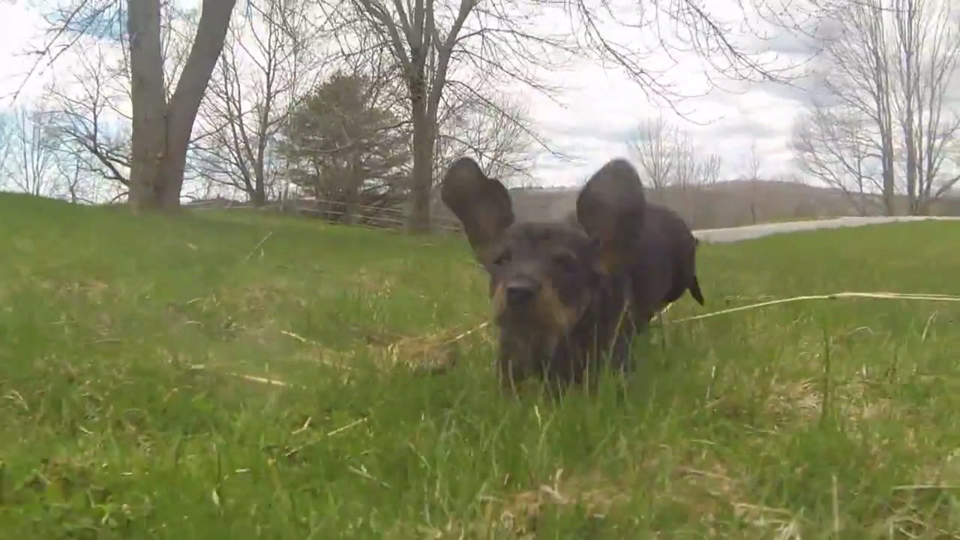 Morning Videos: Puppy time!