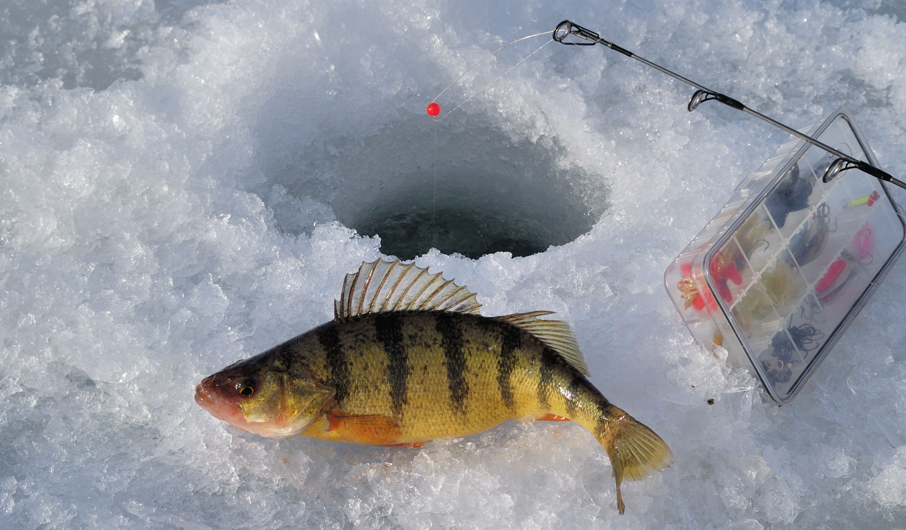 Pentwater's Free Fishing Weekend returns Feb. 13 - Vimarsana News