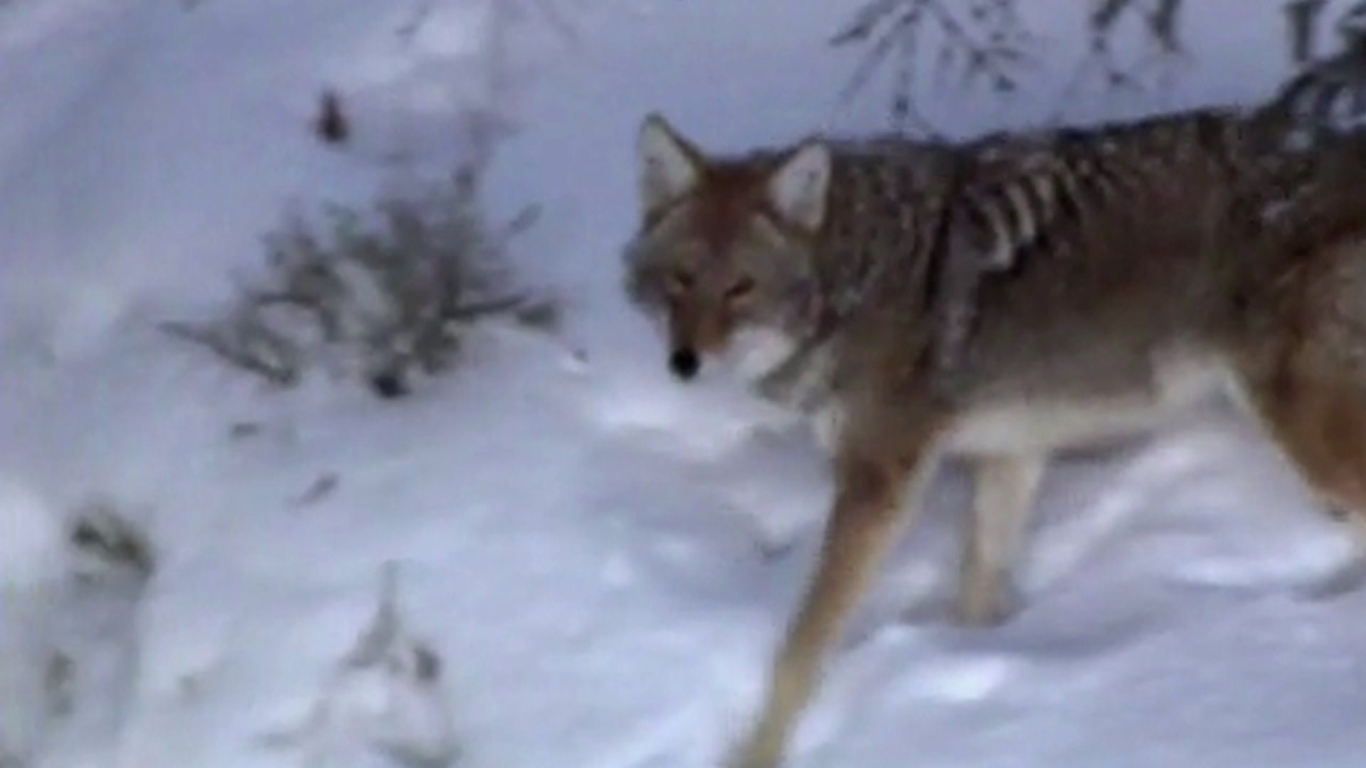Wolf