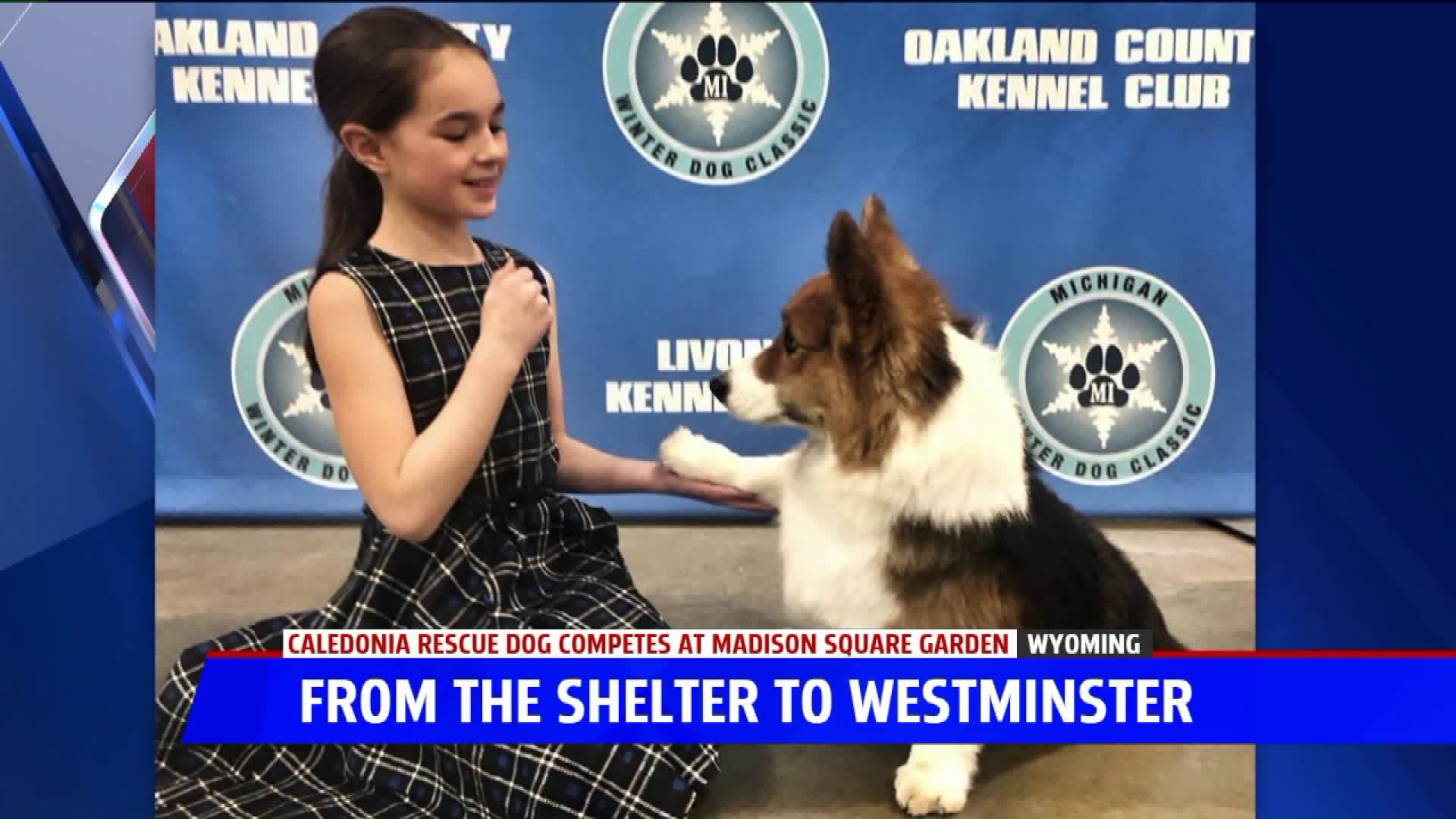 kennel club rescue dogs